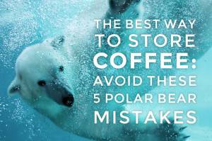 The Best way to Store Coffee: Avoid these 5 Polar Bear Mistakes