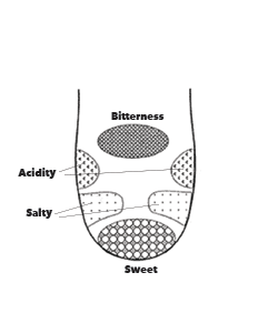 tongue-diagram2